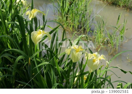 岩国の吉香花菖蒲園 岩国の吉香花菖蒲園 139002581