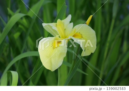 岩国の吉香花菖蒲園 岩国の吉香花菖蒲園 139002583