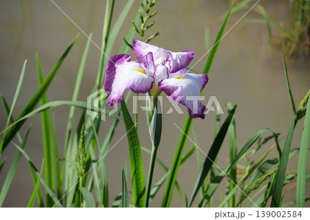 岩国の吉香花菖蒲園 139002584