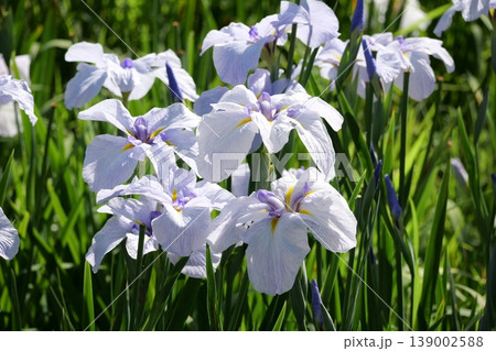 岩国の吉香花菖蒲園 岩国の吉香花菖蒲園 139002588