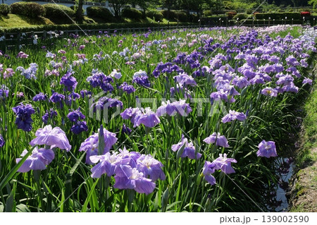 岩国の吉香花菖蒲園 岩国の吉香花菖蒲園 139002590