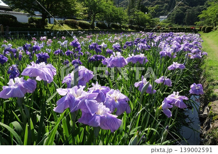 岩国の吉香花菖蒲園 岩国の吉香花菖蒲園 139002591