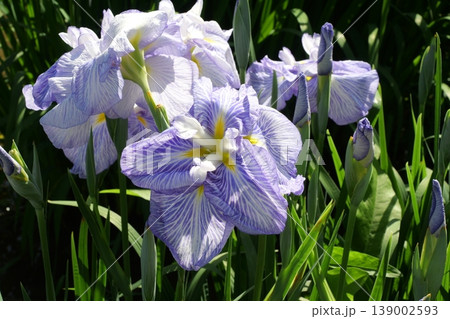 岩国の吉香花菖蒲園 岩国の吉香花菖蒲園 139002593