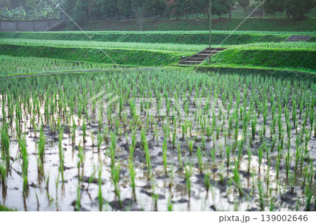 Peaceful Morning View of Vibrant Rice Paddy Landscape Peaceful Morning View of Vibrant Rice Paddy Landscape 139002646