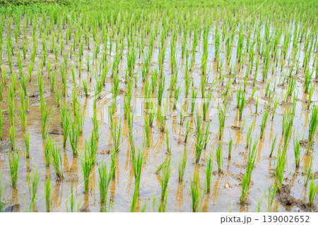 Rice Seedlings in Waterlogged Soil with Natural Texture Rice Seedlings in Waterlogged Soil with Natural Texture 139002652
