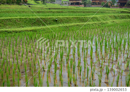 Agricultural Detail of Rice Paddy with Mud and Water Surface Agricultural Detail of Rice Paddy with Mud and Water Surface 139002653