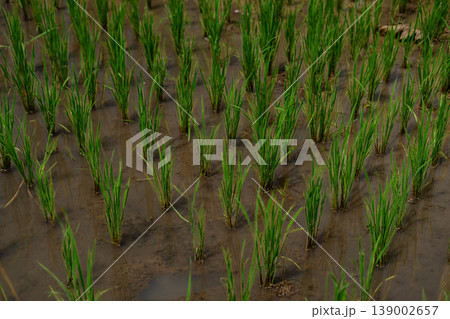 Close Up Rice Paddy in Daylight Showing Soil Water and Plants 139002657