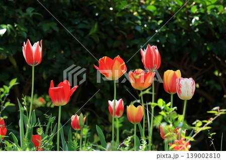 色とりどりに咲き誇る赤白黄色 139002810