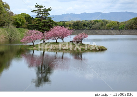 日野川ダムの浮島の八重桜と周囲の山の風景 139002836