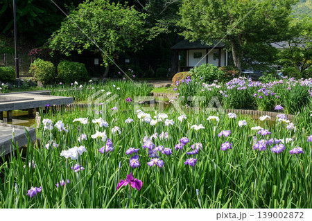 岩国の城山花菖蒲園 139002872