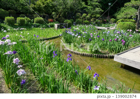 岩国の城山花菖蒲園 岩国の城山花菖蒲園 139002874