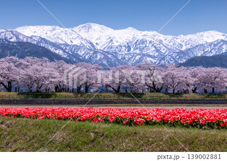 あさひ舟川べりの三重奏（雪山・桜並木・チューリップ） 139002881