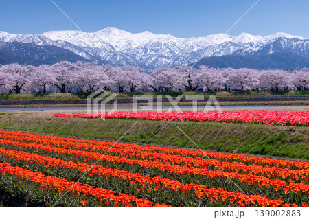 あさひ舟川べりのチューリップと桜並木 139002883