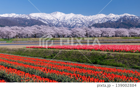 あさひ舟川べりの春の三重奏 139002884