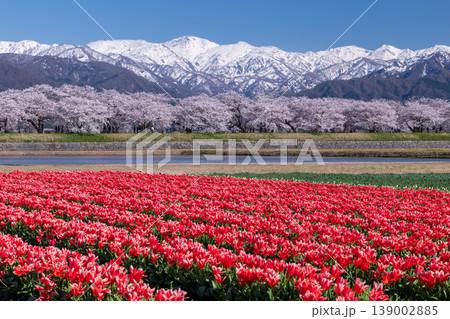 あさひ舟川べりの赤いチューリップと桜並木・残雪のアルプス あさひ舟川べりの赤いチューリップと桜並木・残雪のアルプス 139002885