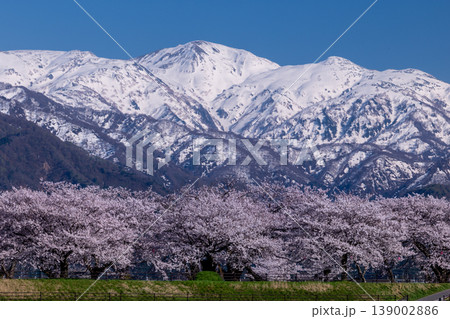 残雪のアルプスと桜並木 139002886