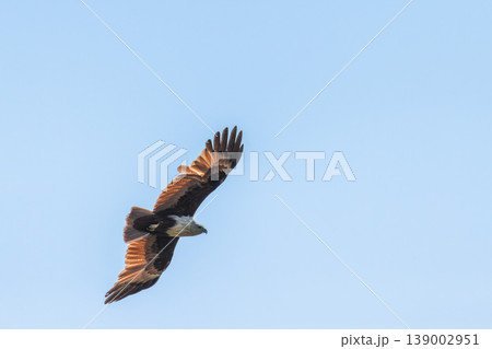 Eagle Gliding In Blue Sky With Sunlit Wings Spread Wide Eagle Gliding In Blue Sky With Sunlit Wings Spread Wide 139002951