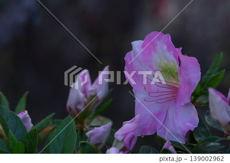 咲き誇る情熱の花 139002962