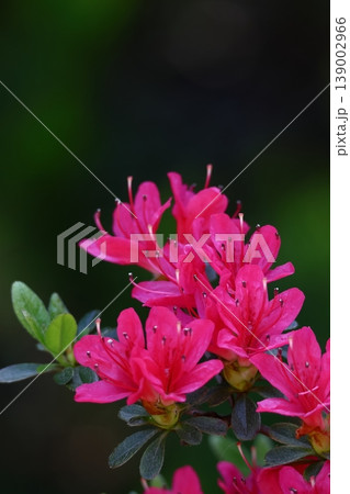 咲き誇る情熱の花 咲き誇る情熱の花 139002966