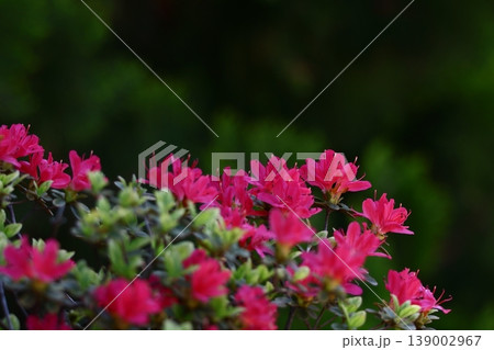 咲き誇る情熱の花 139002967
