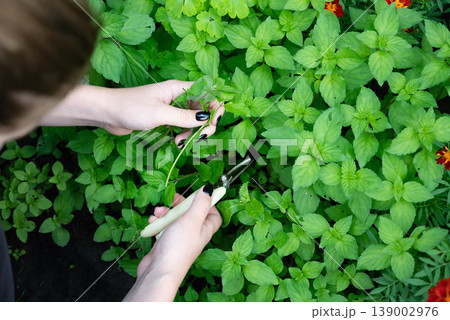 Freshly harvested mint leaves held by a hand in a vibrant garden setting showcasing various flowers and green foliage 139002976