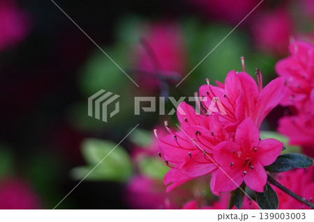 咲き誇る情熱の花 139003003