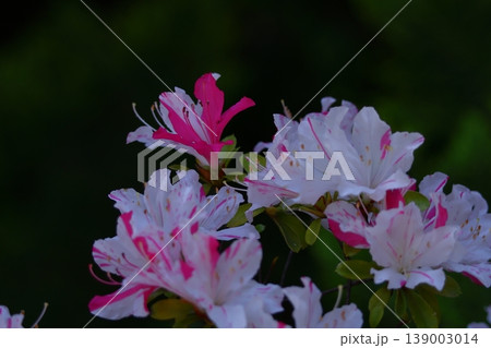 咲き誇る情熱の花 咲き誇る情熱の花 139003014