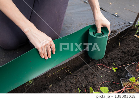 A woman puts a plastic curb on the garden bed as a fence. 139003019