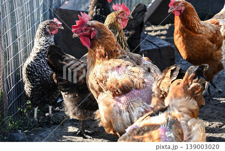 Free range Chicken on a farm during the summertime Free range Chicken on a farm during the summertime 139003020