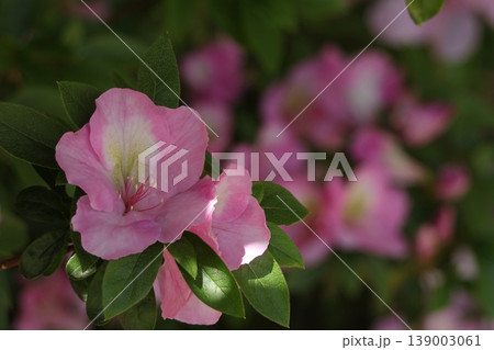 咲き誇る情熱の花 咲き誇る情熱の花 139003061