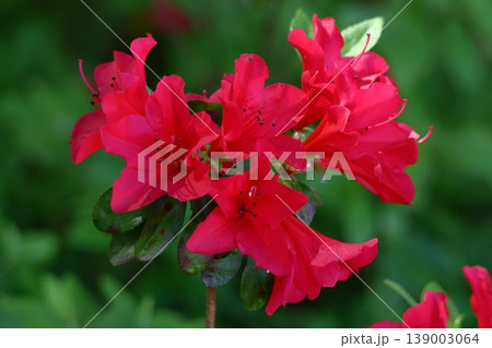 咲き誇る情熱の花 咲き誇る情熱の花 139003064