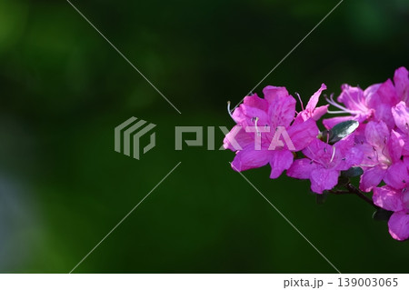 咲き誇る情熱の花 咲き誇る情熱の花 139003065