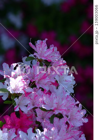 咲き誇る情熱の花 咲き誇る情熱の花 139003066