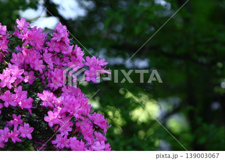 咲き誇る情熱の花 139003067