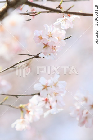 春の訪れを告げる満開の桜 139003119