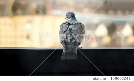 Rear view of a pigeon sitting on a rooftop edge overlooking a blurred city. Urban bird silhouette against a soft bokeh cityscape background. Concept of freedom, peace, or urban life Rear view of a pigeon sitting on a rooftop edge overlooking a blurred city. Urban bird silhouette against a soft bokeh cityscape background. Concept of freedom, peace, or urban life 139003241