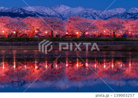 あさひ舟川べりの夜桜並木 139003257