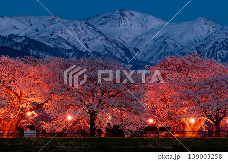 あさひ舟川べりの桜のライトアップ 139003258