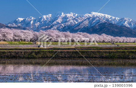 夕暮れのあさひ舟川べりの桜並木と残雪のアルプス 夕暮れのあさひ舟川べりの桜並木と残雪のアルプス 139003396