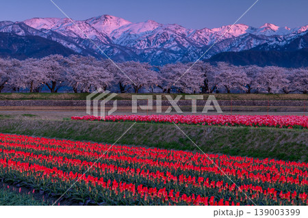 黄昏時のあさひ舟川べりの風景 139003399