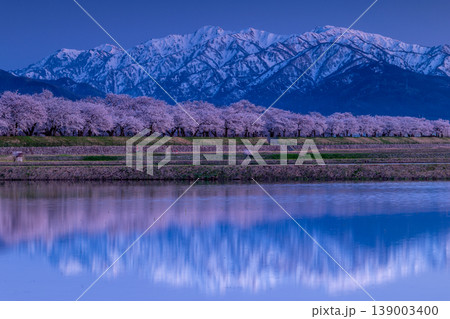 水田に映る桜並木と残雪のアルプス 139003400