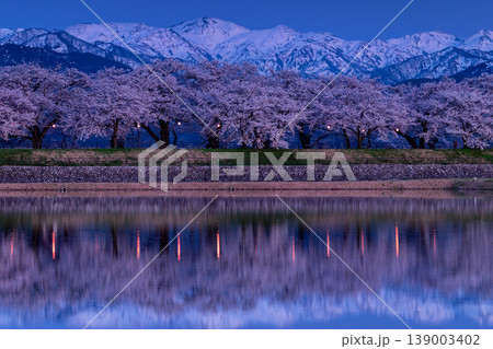 点灯されたあさひ舟川べりの風景 点灯されたあさひ舟川べりの風景 139003402