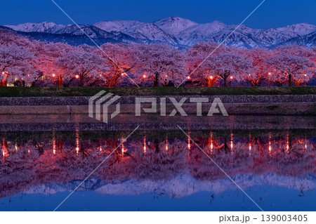 あさひ舟川べりの夜桜と雪山 139003405