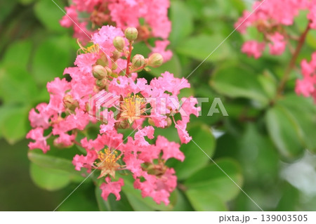 百日紅の花 サルスベリの花 さるすべり 百日紅の花 サルスベリの花 さるすべり 139003505