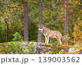 Alert wolf standing on mossy rock in Scandinavian forest during autumn 139003562