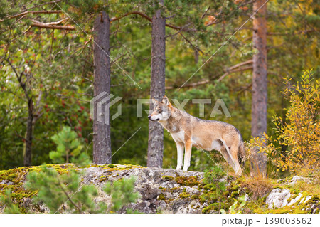 Alert wolf standing on mossy rock in Scandinavian forest during autumn 139003562