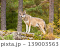 Alert wolf standing on mossy rock in Scandinavian forest 139003563