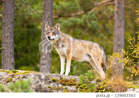 Alert wolf standing on mossy rock in Scandinavian forest 139003563