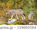 Two wolves in autumn Scandinavian forest with mossy rocks and golden foliage 139003564