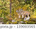 Two wolves standing alert on mossy rocks in sunlit Scandinavian forest 139003565